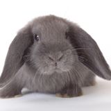 Grey Rabbit's Photo